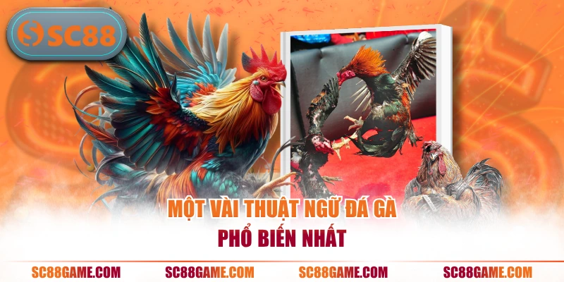 Một vài thuật ngữ đá gà phổ biến nhất